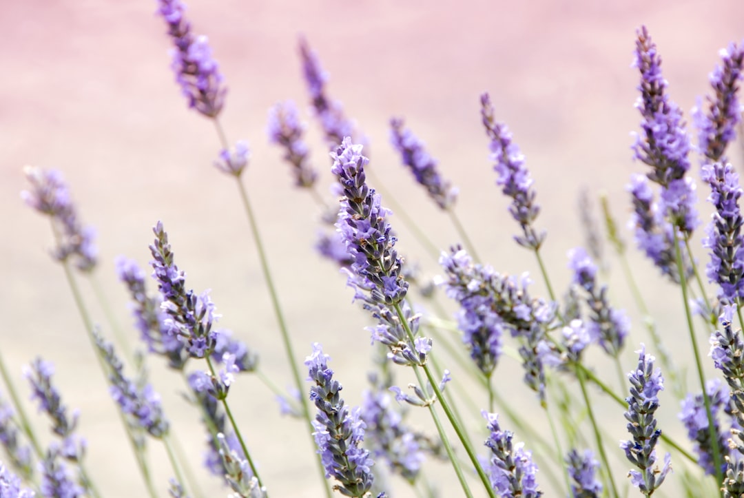 Polish lavender field